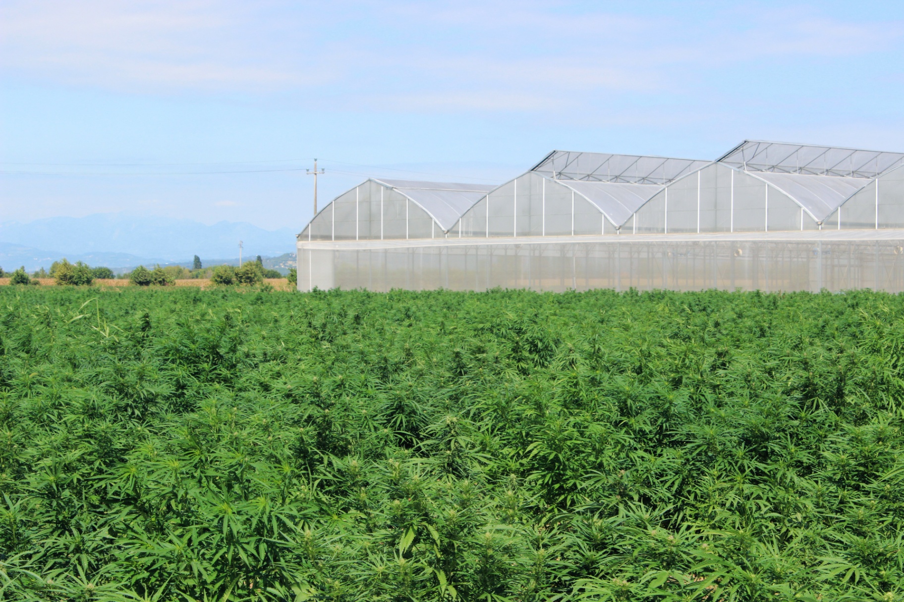Canavita greenhouse in Denmark